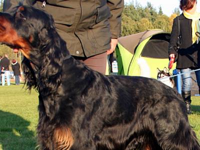 Voir la fiche du Chien de race Setter Gordon