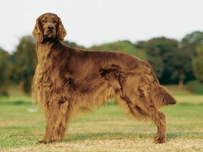 Voir la fiche du Chien de race Setter Irlandais 