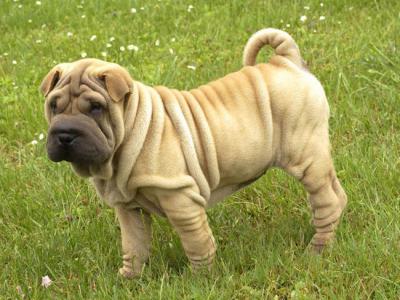 Voir la fiche du Chien de race Shar Peï