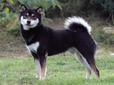 Voir la fiche du Chien de race Shiba (Shiba Inu)