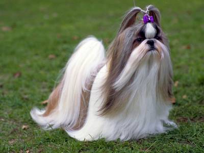 Voir la fiche du Chien de race Shih Tzu