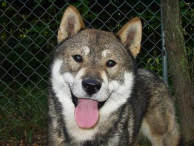 Voir la fiche du Chien de race Shikoku