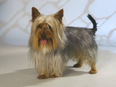 Voir la fiche du Chien de race Silky Terrier (Sydney Silky)