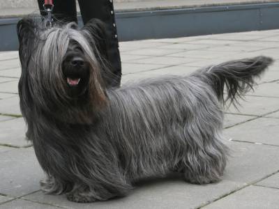 Voir la fiche du Chien de race Skye Terrier