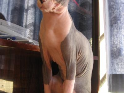 Voir la fiche du Chat de race Sphynx