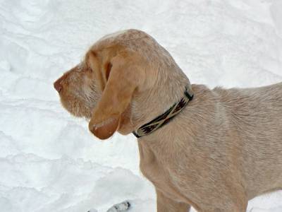 Voir la fiche du Chien de race Spinone
