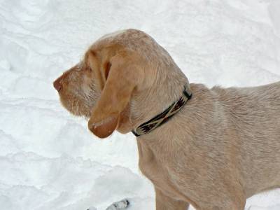 Voir la fiche du Chien de race Spinone