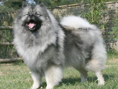 Voir la fiche du Chien de race Spitz Allemand (Loup) (Keeshond - Spitz-Loup)