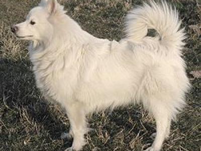 Voir la fiche du Chien de race Spitz Allemand (Moyen) (Spitz Moyen)