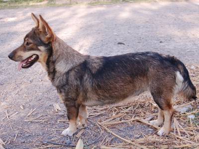 Voir la fiche du Chien de race Spitz Des Wisigoths