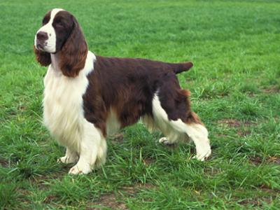 Voir la fiche du Chien de race Springer Spaniel Gallois (Welsh Springer Spaniel)