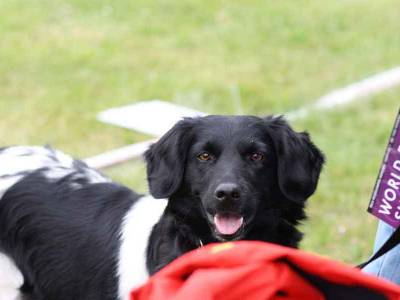 Voir la fiche du Chien de race Stabyhoun (Chien D'arrêt Frison)