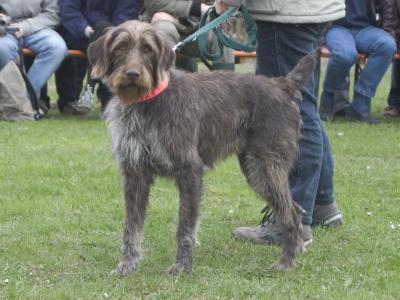 Voir la fiche du Chien de race Stichelhaar (Chien D'arrêt Allemand À Poil Raide)