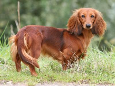 Voir la fiche du Chien de race Teckel À Poil Dur