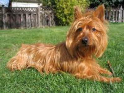 Voir la fiche du Chien de race Terrier Australien (Australian Terrier)