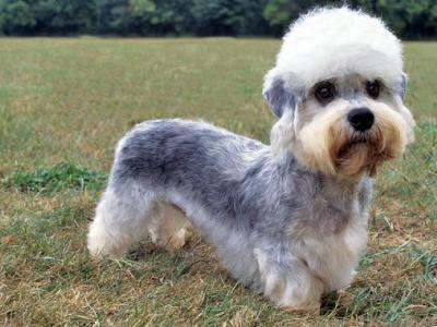 Voir la fiche du Chien de race Terrier Dandie Dinmont