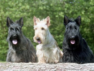 Voir la fiche du Chien de race Terrier Ecossais (Scottish - Terrier D'ecosse)