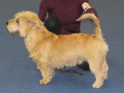 Voir la fiche du Chien de race Terrier Irlandais Glen Of Imaal (Glen Of Imaal Terrier)