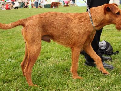 Voir la fiche du Chien de race Terrier Irlandais