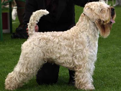 Voir la fiche du Chien de race Terrier Irlandais À Poil Doux