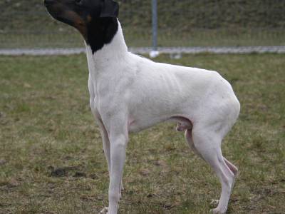 Voir la fiche du Chien de race Terrier Japonais