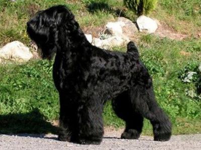 Voir la fiche du Chien de race Terrier Noir Russe (Tchiorny Terrier)