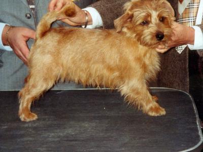 Voir la fiche du Chien de race Terrier De Norfolk (Norfolk Terrier)