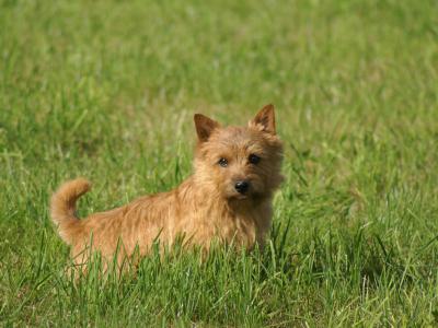 Voir la fiche du Chien de race Terrier De Norwich (Norwich Terrier)