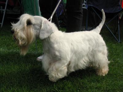 Voir la fiche du Chien de race Terrier De Sealyham