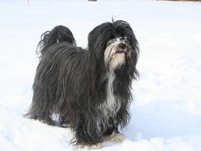 Voir la fiche du Chien de race Terrier Du Tibet (Terrier Tibétain - Dhoki Apso)