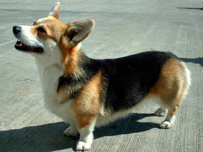 Voir la fiche du Chien de race Welsh Corgi Pembroke