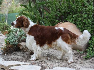 Voir la fiche du Chien de race Welsh Spring Spaniel