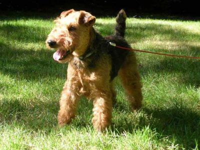 Voir la fiche du Chien de race Welsh Terrier (Terrier Gallois)