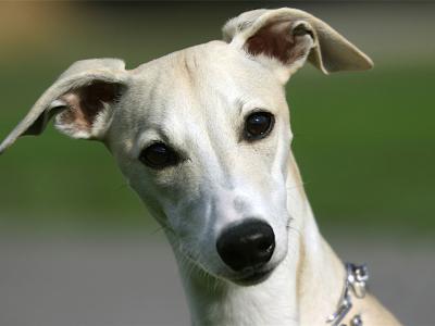 Voir la fiche du Chien de race Whippet (Lévrier Whippet)