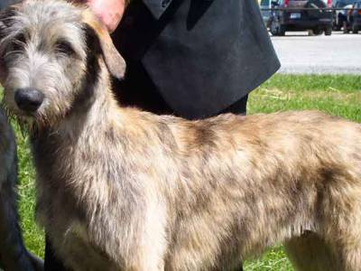 Voir la fiche du Chien de race Lévrier Irlandais ( Irish Wolfhound)