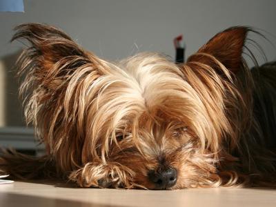 Voir la fiche du Chien de race Yorkshire Terrier (Terrier Du Yorkshire)