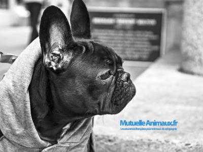 Voir la fiche du Chien de race Chien Courant