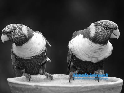 Voir la fiche du Amazones Oiseaux