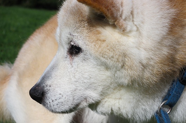 vieux-chien-soin